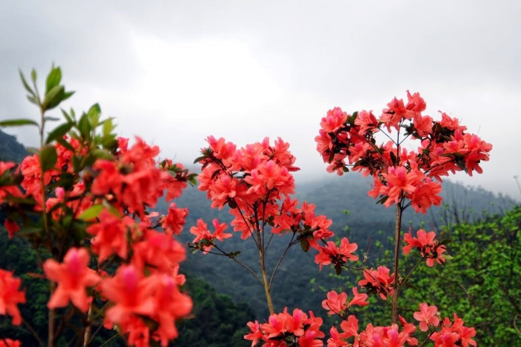 Tháng 3 hoa đỗ quyên nở rực đỏ núi rừng Sapa 