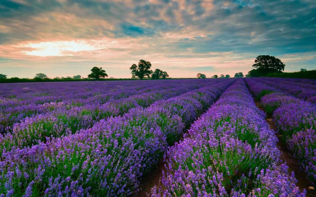 Sắc tím rực rỡ của hoa Lavender khi du lịch Đà Lạt vào tháng 7 