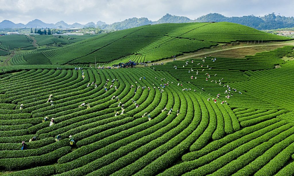 Mộc Châu nổi tiếng với những đồi chè rộng lớn và xanh ngát