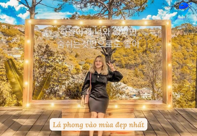 Lá phong vào mùa đẹp nhất