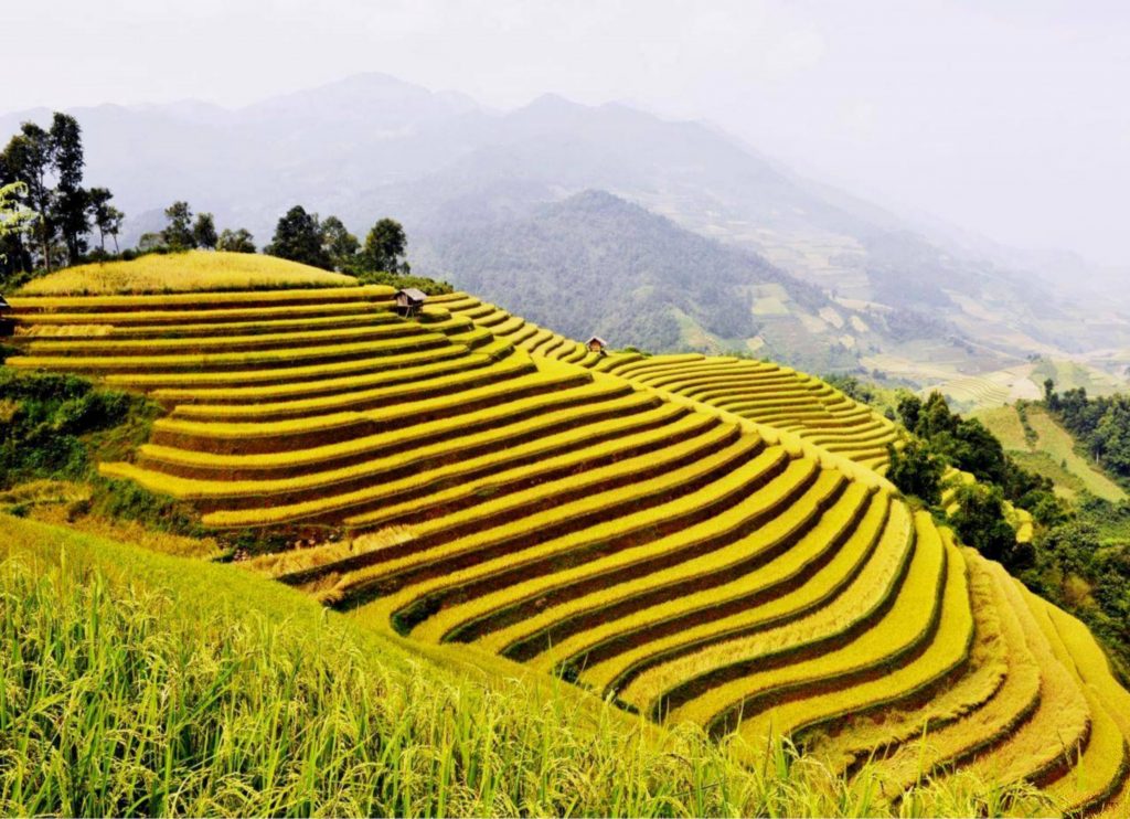 Ruộng bậc thang Hoang Su Phì