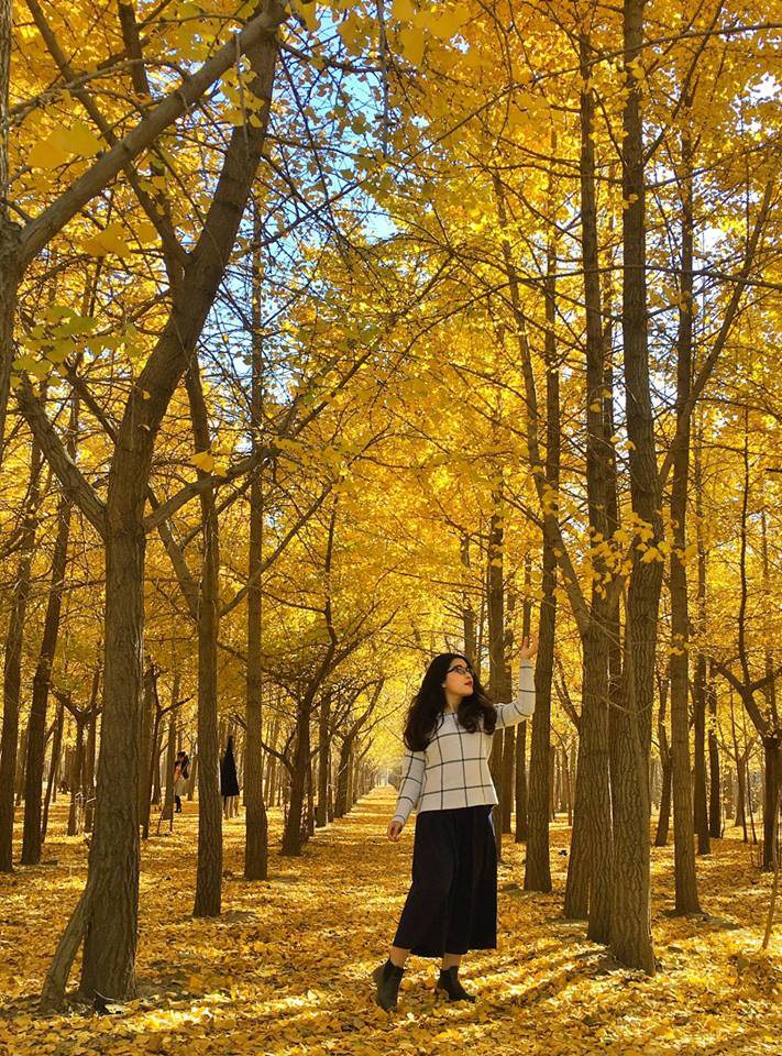 Tạo dáng ngồi chụp ảnh trong rừng thông cùng lá vàng những ngày thu (Nguồn: Internet)