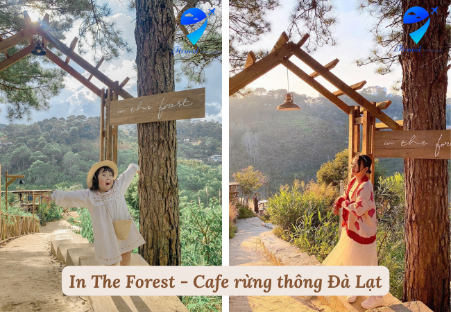 In The Forest - Cafe rừng thông Đà Lạt