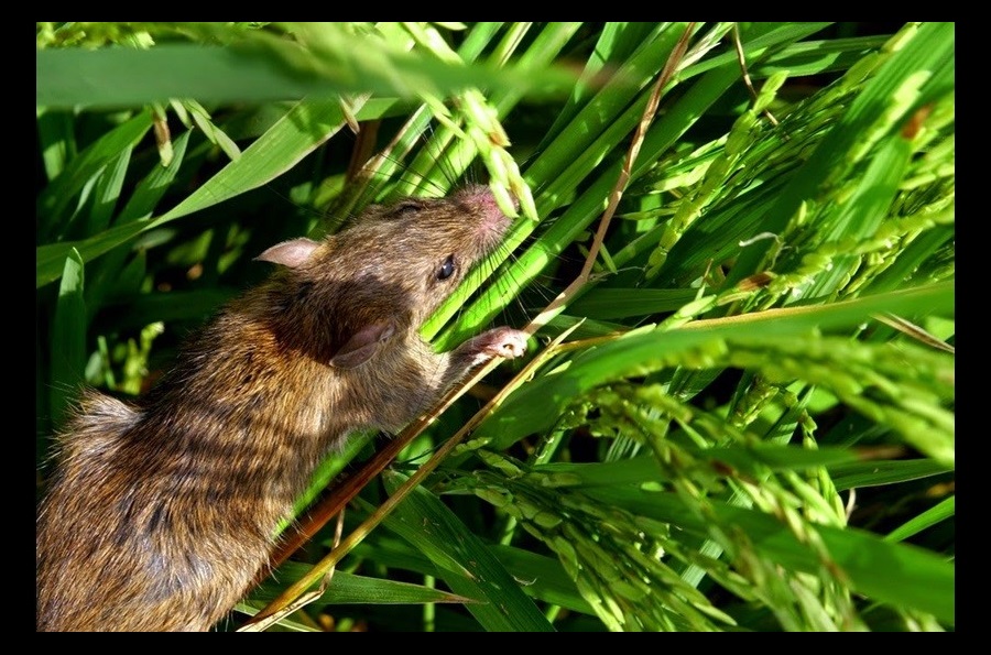 5 cách diệt chuột ngoài đồng, ruộng lúa tận gốc