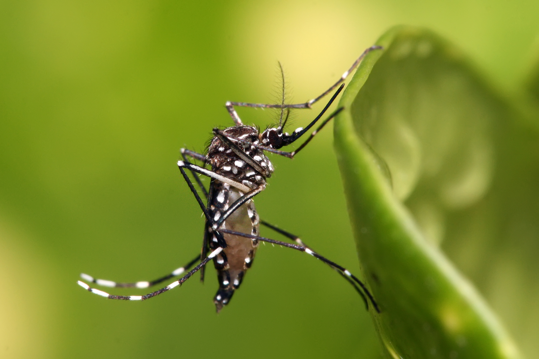 8 loại thuốc chống muỗi, kem chống muỗi hiệu quả an toàn nhất