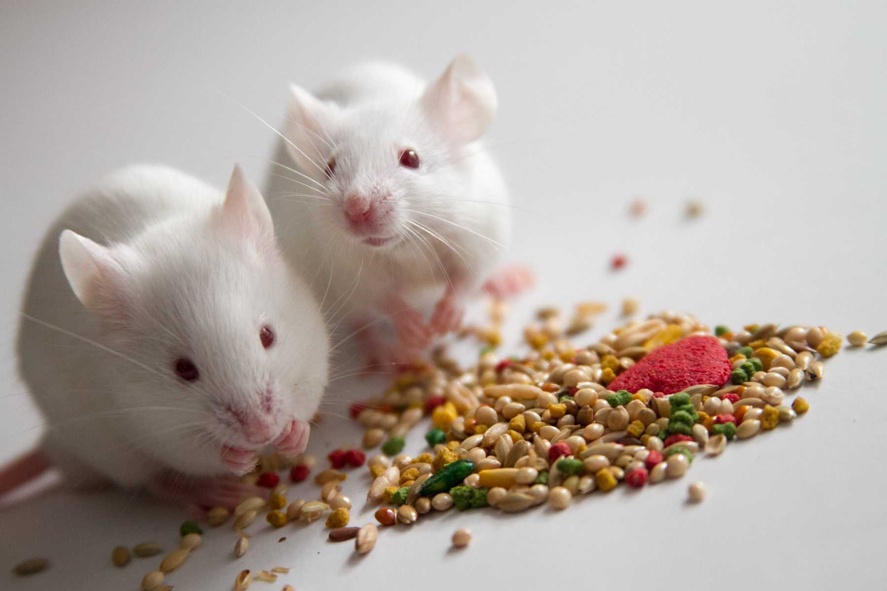 Bẫy dính chuột loại nào tốt? Reiview các loại bẫy keo dính chuột thông dụng nhất