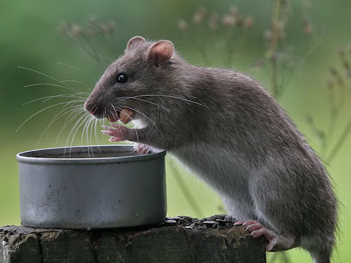 Cách diệt chuột bằng xi măng tận gốc tại nhà