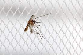 12 Cách đuổi muỗi, diệt muỗi trong phòng ngủ hiệu quả nhất