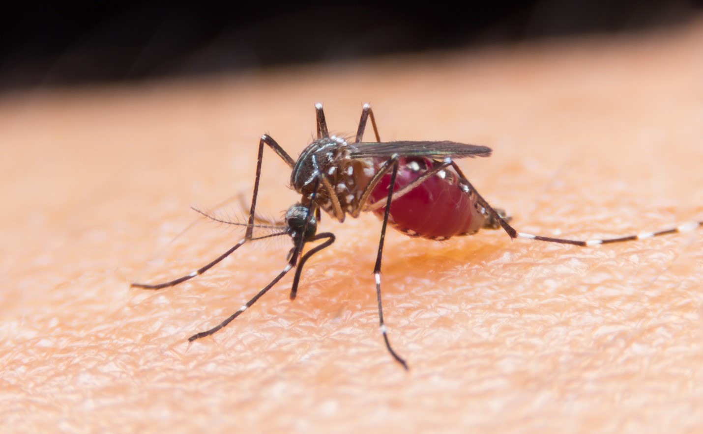 Cách diệt muỗi anophen hiệu quả, nhanh chóng tại nhà