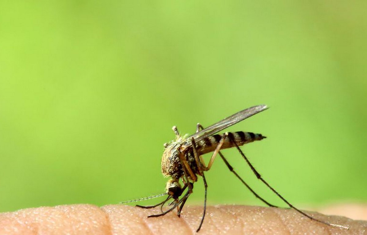 Review 5 Loại Máy Đuổi Muỗi Bằng Sóng Siêu Âm Tốt Nhất 2021