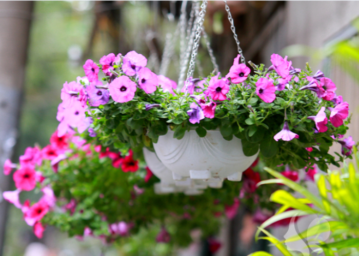 Hoa dạ yến thảo thường được treo lên cao để tạo điểm nhấn cho ban công hoặc khu vườn