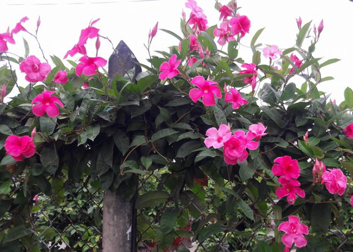 Hoa hồng anh thường mọc thành bụi, được trang trí quanh hàng rào, sân vườn hoặc ban công