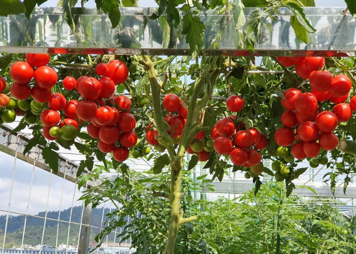 Cây cà chua được trồng trên sân thượng