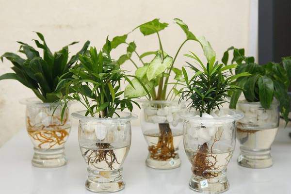 Desktop aquatic plants