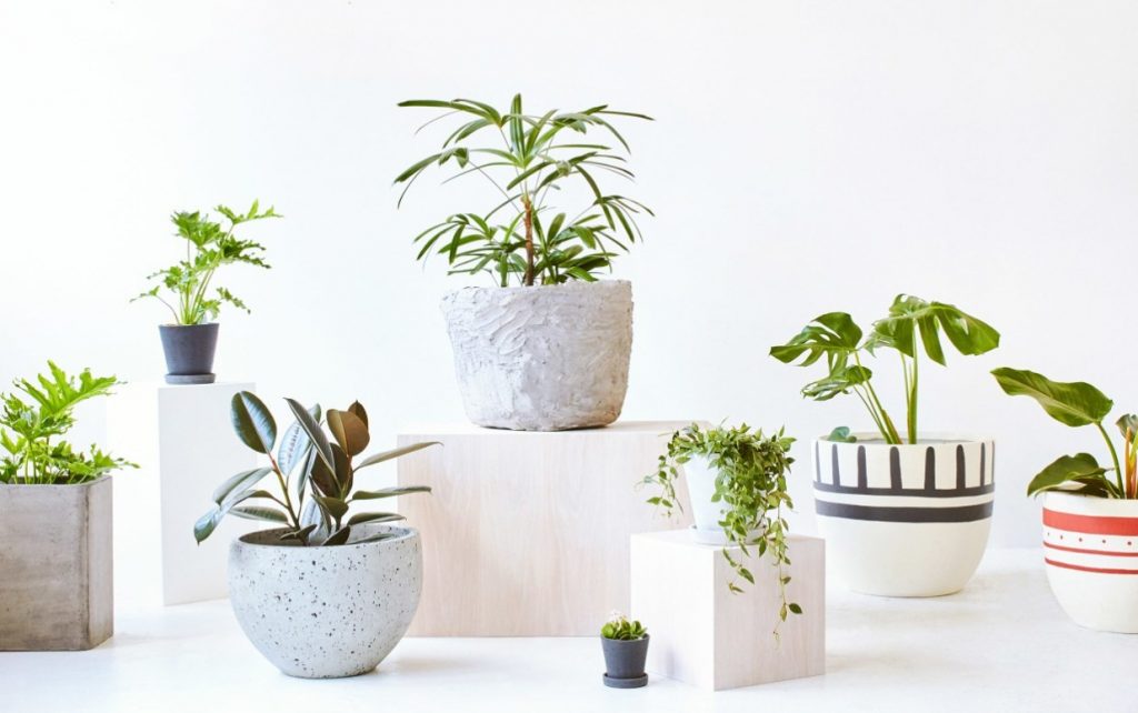 15+ Desk Plants That Will Improve Your Workspace