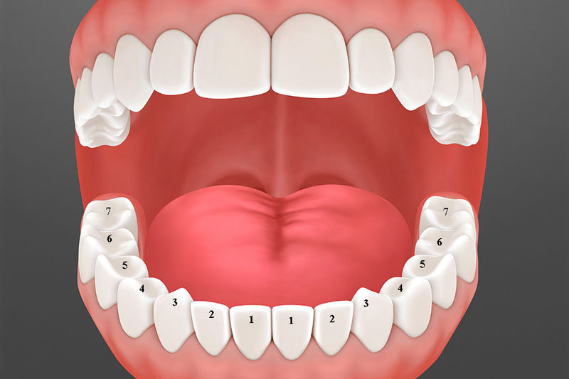 Hàm răng có bao nhiêu cái? Công dụng của hàm răng