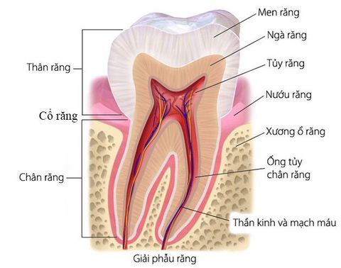 Cấu tạo của răng người