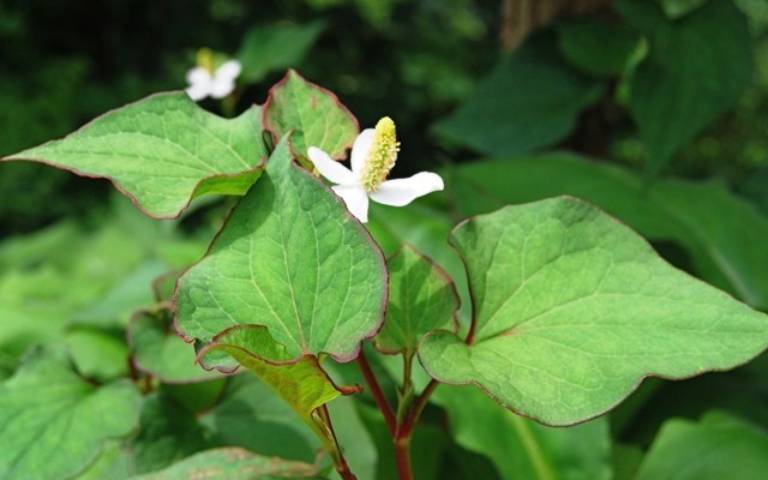 Fish Mint Or Heart Leaf