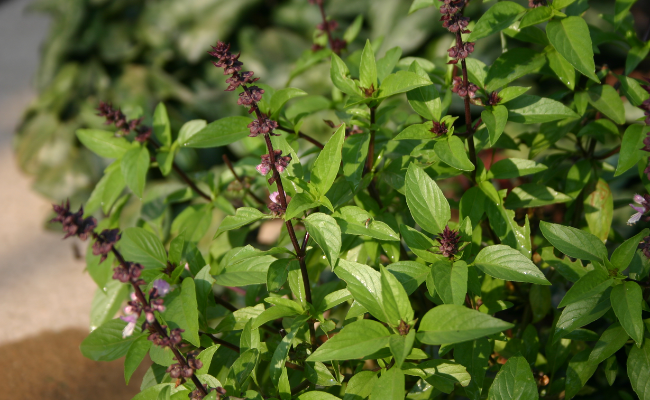  Thai Basil 