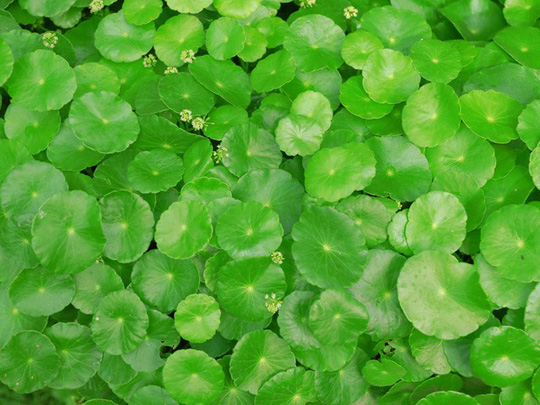 Pennywort - a Vietnamese herb