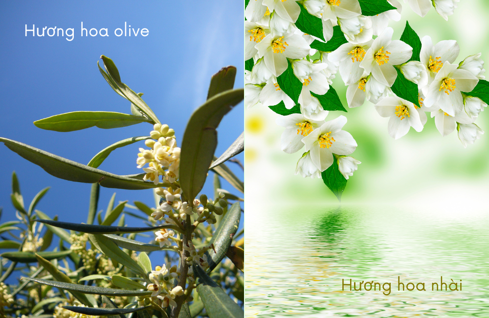 Dầu gội Palmolive màu xanh có mùi hương nhẹ nhàng là sự kết hợp tinh tế của hương hoa olive và hương hoa nhài Địa Trung Hải